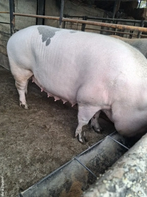 de vânzare scroafă 250 kg crescută la țară ofer transport 