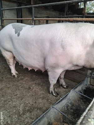 de vânzare scroafă 250 kg crescută la țară ofer transport  - imagine 3 de vânzare scroafă 250 kg crescută la țară ofer transport  - imagine 3