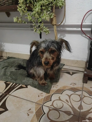 Catel yorkshire  terrier - imagine 3 Catel yorkshire  terrier - imagine 3