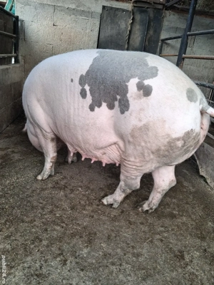 de vânzare scroafă 250 kg crescută la țară ofer transport  - imagine 4 de vânzare scroafă 250 kg crescută la țară ofer transport  - imagine 4