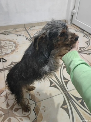 Catel yorkshire  terrier - imagine 2 Catel yorkshire  terrier - imagine 2