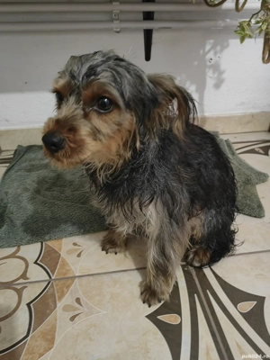 Catel yorkshire  terrier