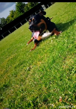 American bully pochet  - imagine 3