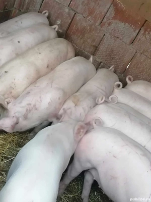 vând 10 soldani rasa de calitate de carne 30-35 kg 7 mascul castrați 3 femele  - imagine 2