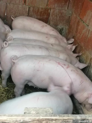 vând soldani rasa de calitate de carne 30-35 kg