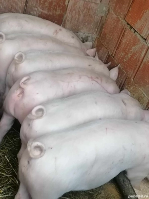 vând 10 soldani rasa de calitate de carne 30-35 kg 7 mascul castrați 3 femele 