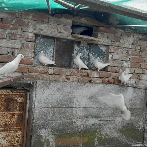 De vânzare voiajori albi și galbeni  - imagine 2 De vânzare voiajori albi și galbeni  - imagine 2