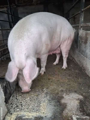 de vânzare  - imagine 5 de vânzare  - imagine 5