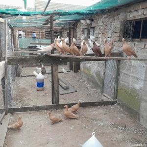 De vânzare voiajori albi și galbeni  - imagine 3 De vânzare voiajori albi și galbeni  - imagine 3