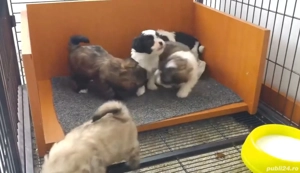 bichon havanez pret foarte mic - imagine 4