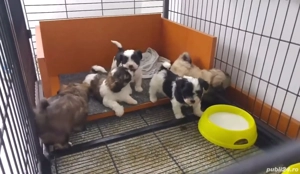 bichon havanez pret foarte mic - imagine 2