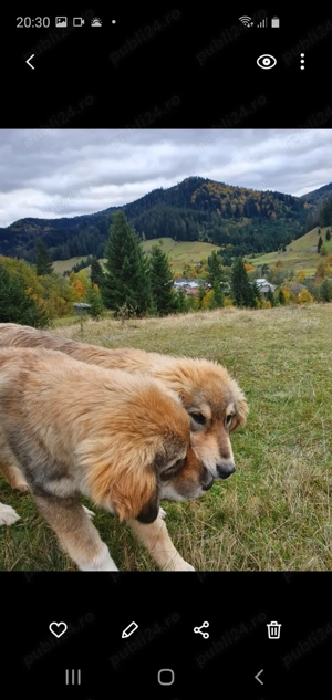 Catei Ciobanesc Carpatin - imagine 2