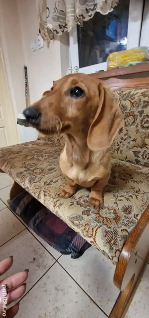 teckel (fetiță ) păr scurt talie mică  - imagine 5