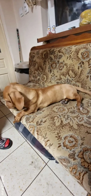 teckel (fetiță ) păr scurt talie mică  - imagine 2