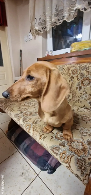 teckel (fetiță ) păr scurt talie mică  - imagine 3