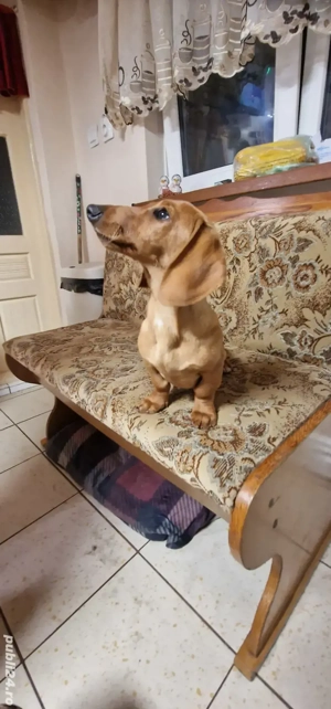 teckel (fetiță ) păr scurt talie mică  - imagine 4