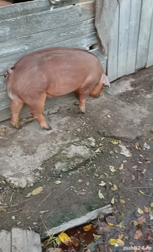 Vierusi duroc  - imagine 2 Vierusi duroc  - imagine 2