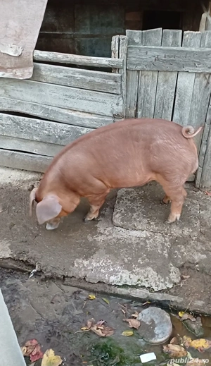 Vierusi duroc  - imagine 3 Vierusi duroc  - imagine 3