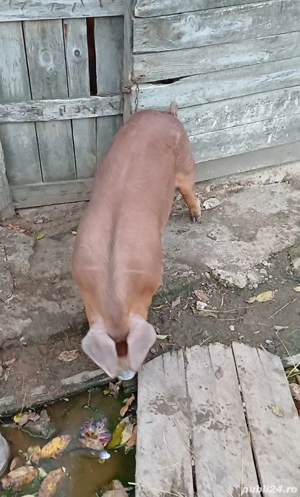 Vierusi duroc  - imagine 4 Vierusi duroc  - imagine 4