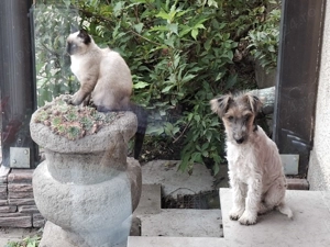 donatie pentru  iubitor de animale - imagine 2 donatie pentru  iubitor de animale - imagine 2