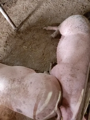 Porci și purceii de vânzare.... - imagine 2