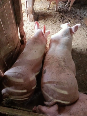Porci și purceii de vânzare.... - imagine 3