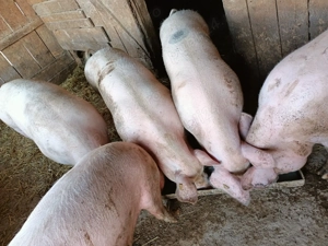 Porci și purceii de vânzare.... - imagine 5