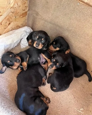 Vana 2 catei tekel de 2 luni - imagine 3