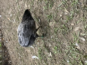 Vand puicuta gaina italiana - imagine 5