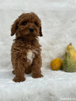 pudel red talie medie - imagine 2