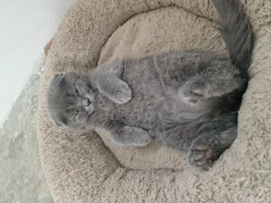 Vând pisici scottish fold - imagine 2