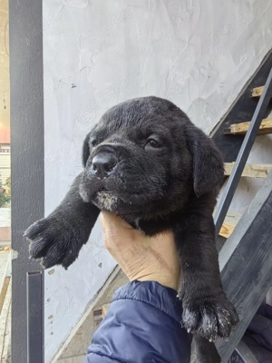 Căței de rasă Cane corso caută căsuță nouă  - imagine 3 Căței de rasă Cane corso caută căsuță nouă  - imagine 3