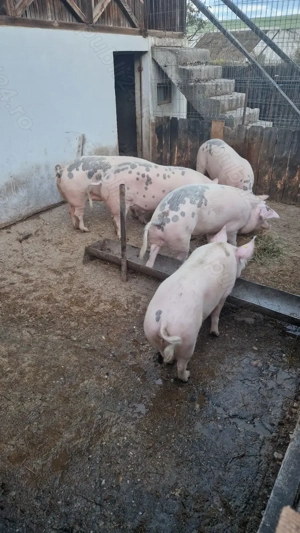 Vand porci 170-200 kg com. Ghercesti, Dolj