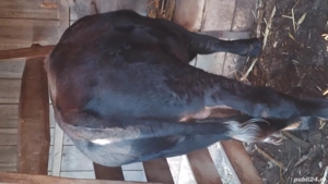 vițel de vânzare  - imagine 3 vițel de vânzare  - imagine 3