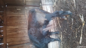 vițel de vânzare  - imagine 2