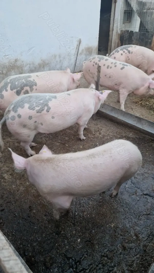 Vand porci 170-200 kg com. Ghercesti, Dolj - imagine 2