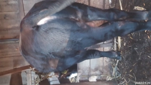 vițel de vânzare  - imagine 2 vițel de vânzare  - imagine 2