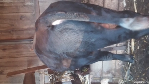 vițel de vânzare  - imagine 4