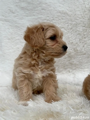 fetiță maltipoo