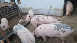 Vand porci 170-200 kg com. Ghercesti, Dolj - imagine 3