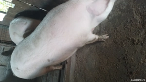 porci de vânzare 