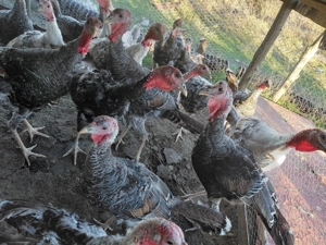 Vând curci - imagine 2