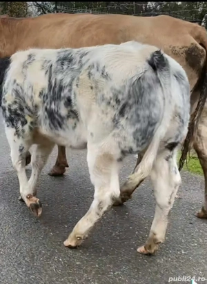 vand vitica belgianca 