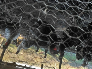 Vând curci - imagine 3