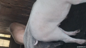 porci de vânzare 