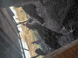 Vând curci - imagine 4