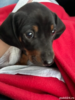 Teckel pitic mascul 8 saptamani