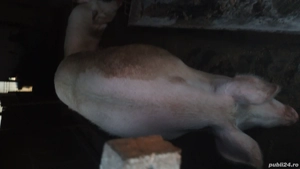 porci de vânzare  - imagine 2