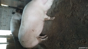 porci de vânzare  - imagine 4