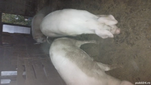 porci de vânzare  - imagine 3